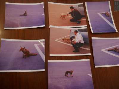 ...ci mostra con orgoglio le foto scattate alla �sua� volpe, che lo veniva a trovare ogni giorno, che fosse bel tempo o nevicasse